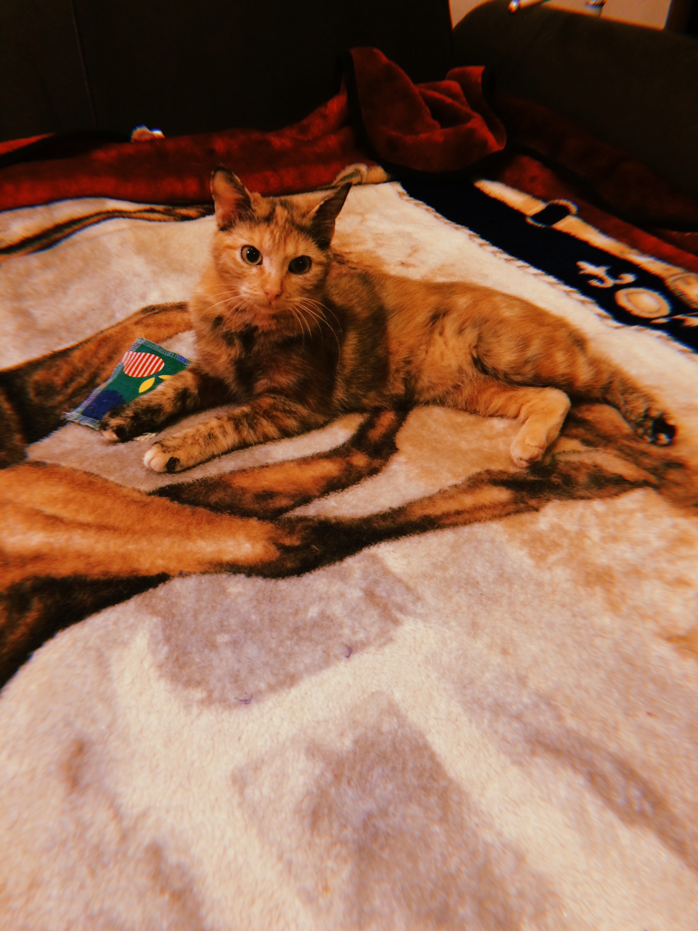 Editor Gloria Macaluso - Morgana